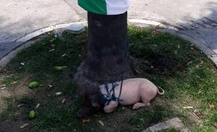 Porco amarrado perto do Maracanã é resgatado por ativistas: 'Maus tratos'