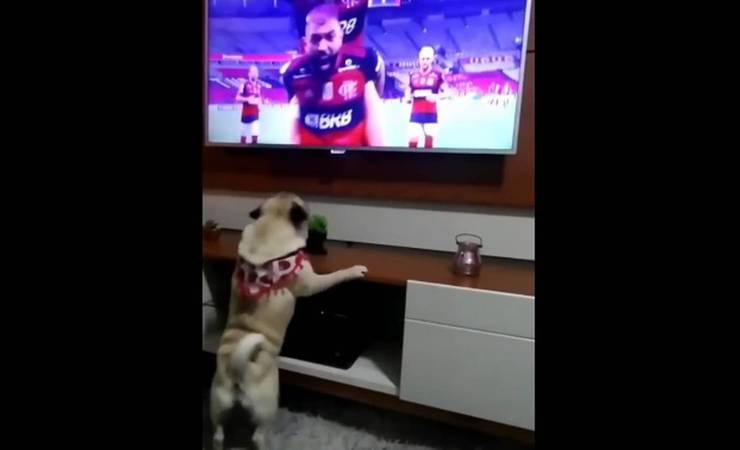 Cachorro comemora gol de Gabigol e vira xodó da torcida do Flamengo